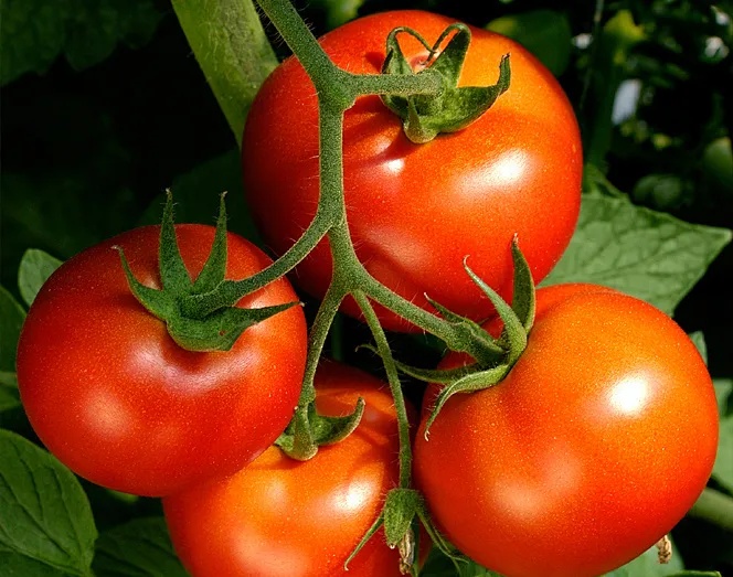 Senta Energi Co., Ltd.